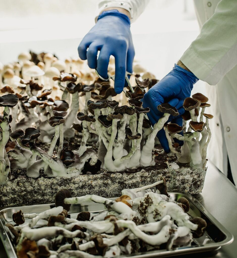 Growing Magic Mushrooms