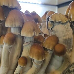 magic mushrooms