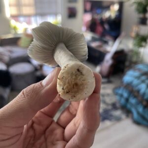 magic mushrooms