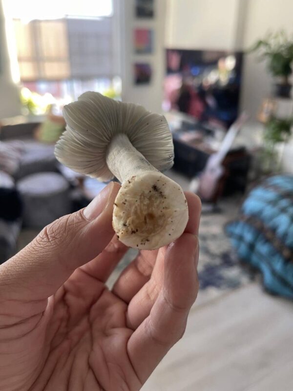 magic mushrooms